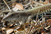 Giant Whiptail