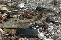 Giant Whiptail