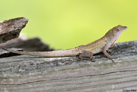 Brown Anole