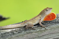 Brown Anole