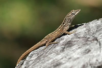 Brown Anole