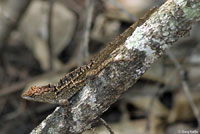 Brown Anole