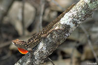 Brown Anole