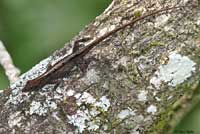 Brown Anole