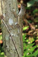 Brown Anole