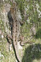 Brown Anole