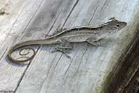 Brown Anole