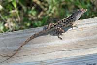 Brown Anole