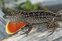 Brown Anole