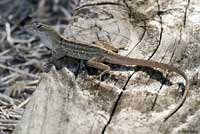 Brown Anole