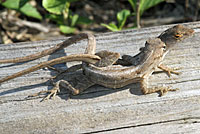 Brown Anole