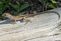 Brown Anole