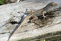 Brown Anole