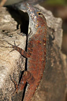 Brown Anole