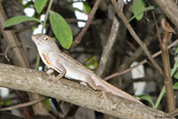 Brown Anole