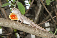 Brown Anole