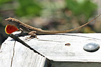 Brown Anole