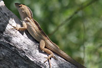 Brown Anole