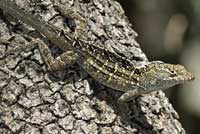 Brown Anole