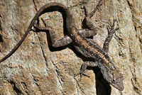 Brown Anole