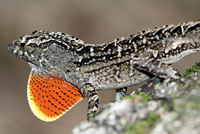 Brown Anole