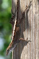 Brown Anole