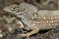 Brown Anole