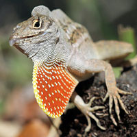 Brown Anole