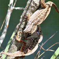 Brown Anole