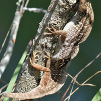 Brown Anole