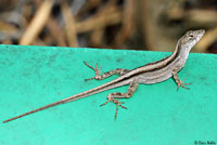 Brown Anole