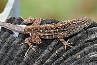 Brown Anole