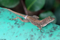 Brown Anole