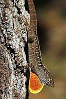 Brown Anole