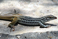 Big Bend Spotted Whiptail