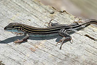 Eastern Six-lined Racerunner