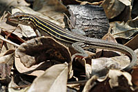 Eastern Six-lined Racerunner