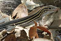 Eastern Six-lined Racerunner