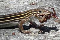 racerunner