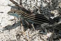 Eastern Six-lined Racerunner