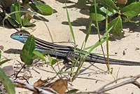 Eastern Six-lined Racerunner