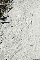 Eastern Six-lined Racerunner tracks