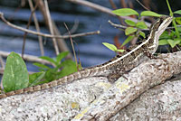 Brown Basilisk