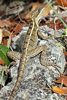 Brown Basilisk