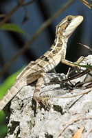 Brown Basilisk