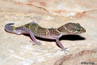 Texas Banded Gecko