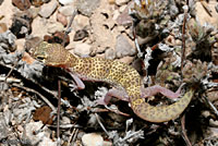 Texas Banded Gecko