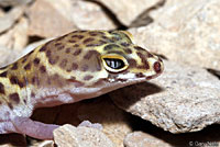 Texas Banded Gecko