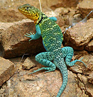 Eastern Collared Lizard