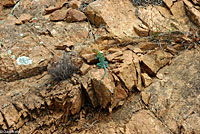 Eastern Collared Lizard